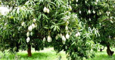 mango आम के बाग