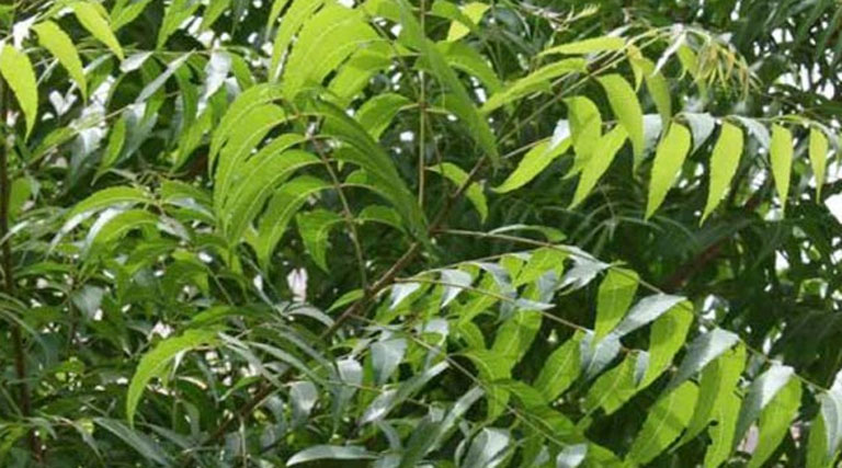 समस्या- जैविक कीटनाशी नीम के द्वारा कैसे बनाया जाता है। बाजार में कौन-कौन से नीम आधारित औषधि मिलती है।