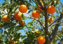 संतरे के 4 वर्ष के पौधों से आने वाले वर्ष में कैसे अच्छी बहार ले