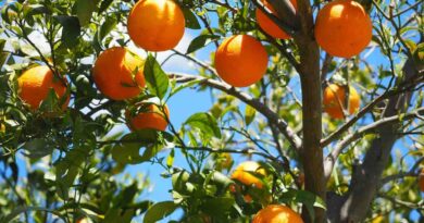 संतरे के 4 वर्ष के पौधों से आने वाले वर्ष में कैसे अच्छी बहार ले