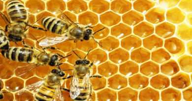 मधुमक्खी पालन हेतु प्रशिक्षण 21 से 27 मार्च तक