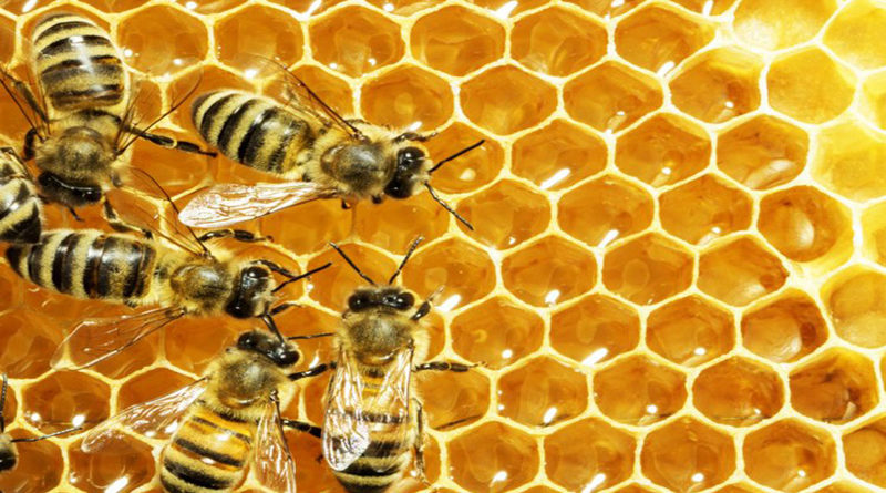 अजयगढ़ में मधुमक्खी पालन प्रशिक्षण 28  फरवरी को