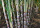sugarcane-pests-and-prevention
