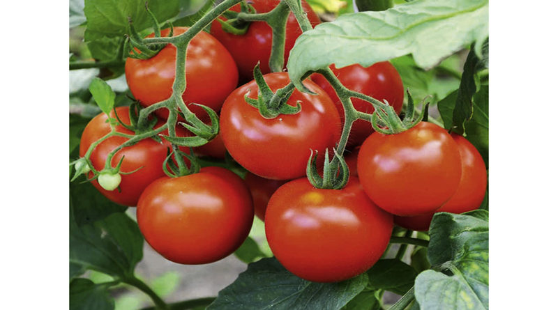 tomato-cultivation