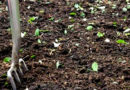 हरी खाद से मिट्टी की सेहत सुधारी