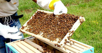 हम खेती के साथ-साथ मधुमक्खी पालन भी करना चाहते हैं