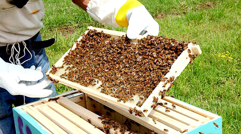 हम खेती के साथ-साथ मधुमक्खी पालन भी करना चाहते हैं