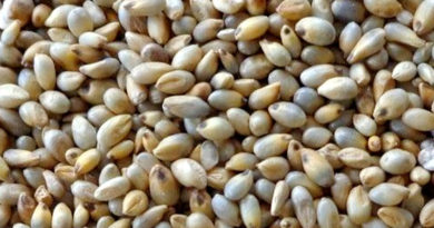राष्ट्रीय खाद्य चावल सुरक्षा मिशन (एनएफएसएम): पोषक-अनाज का बीज उत्पादन (ज्वार,बाजरा, रागी आदि अन्य छोटे पोषक अनाज)