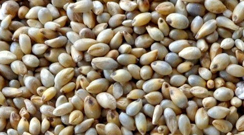 राष्ट्रीय खाद्य चावल सुरक्षा मिशन (एनएफएसएम): पोषक-अनाज का बीज उत्पादन (ज्वार,बाजरा, रागी आदि अन्य छोटे पोषक अनाज)