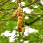 इमली पैकिंग और बाजार: खट्टी इमली की बड़ी मिठास