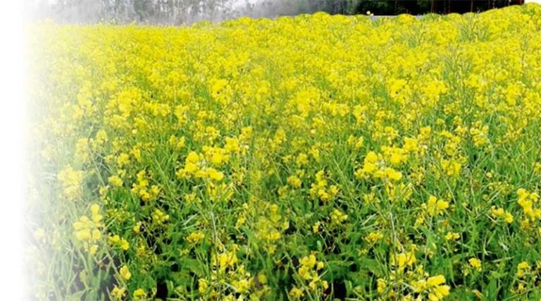 सरसों में एकीकृत नाशीजीव प्रबंधन (आईपीएम)