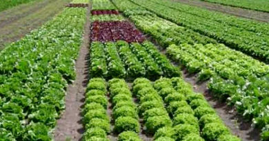 सीहोर जिले में मिश्रित एवं अंतरवर्तीय खेती को बढ़ावा दिया जाएगा : श्री पाण्डेय