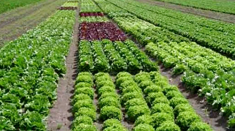 सीहोर जिले में मिश्रित एवं अंतरवर्तीय खेती को बढ़ावा दिया जाएगा : श्री पाण्डेय