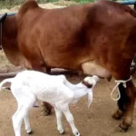 राष्ट्रीय गोकुल मिशन एक आशा