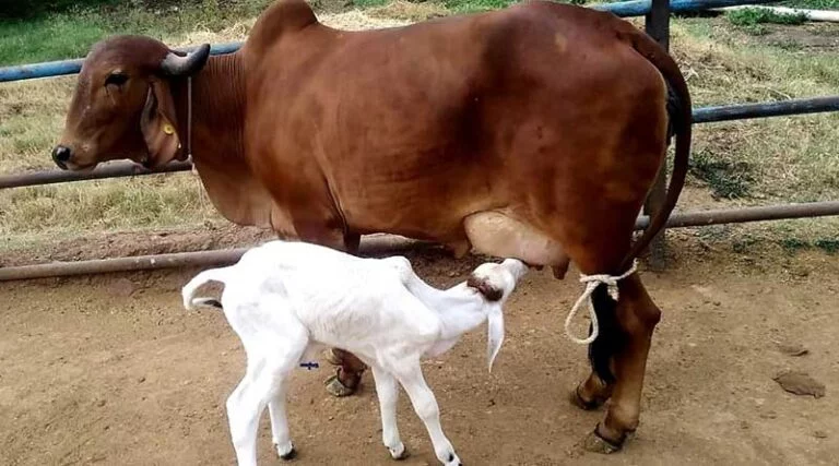 राष्ट्रीय गोकुल मिशन एक आशा