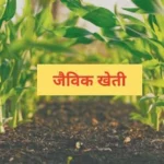 जैविक खेती बन रही है किसानों के लिए लाभ का धंधा