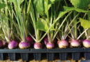 ‘प्लग ट्रे’ सब्जी पौध उत्पादन की आधुनिक तकनीकी