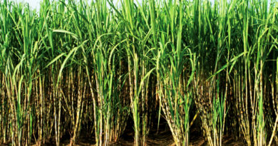 गन्ने के खेत में पायरिल्ला कीट फसल को प्रभावित करता है, इसके नियंत्रण के उपाय बतायें
