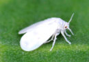 कपास में सफेद मक्खी का प्रकोप पाया जाता है, उपचार बतायें
