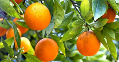मेरे संतरे के पेड़ में फल पकने के बाद भी बहुत खट्टे हैं, मैं क्या करूं ?