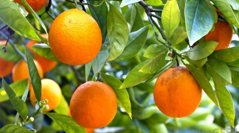 मेरे संतरे के पेड़ में फल पकने के बाद भी बहुत खट्टे हैं, मैं क्या करूं ?