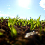 फ़सल का उचित भंडारण व प्रमुख कीट व्याधिँया