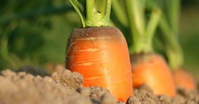 Carrot / गाजर