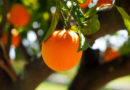 मध्यप्रदेश के छिंदवाड़ा संतरे की पहचान अब ''सतपुड़ा ऑरेंज'' के नाम से होगी