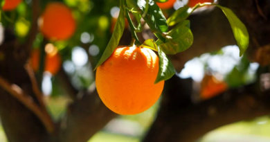 मेरे संतरे के पेड़ में फल पकने के बाद भी बहुत खट्टे हैं, मैं क्या करूं