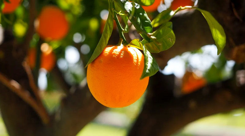 मध्यप्रदेश के छिंदवाड़ा संतरे की पहचान अब ''सतपुड़ा ऑरेंज'' के नाम से होगी