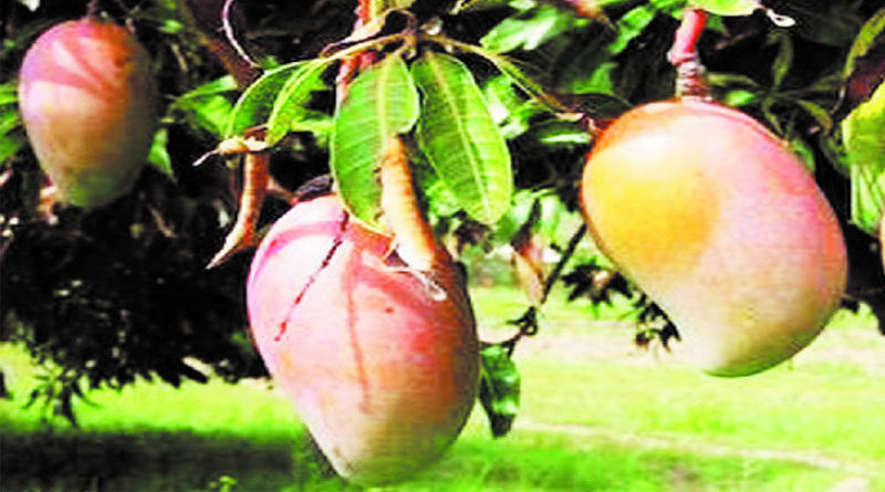 तोतापरी आम को बढ़ावा देगा उद्यानिकी विभाग