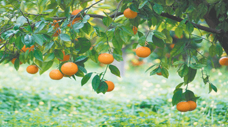 orange-plantations