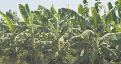 banana-crop