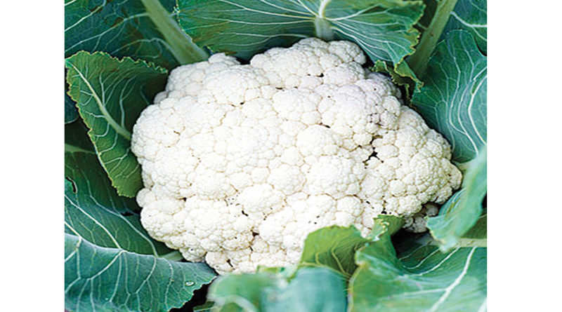 cauliflower