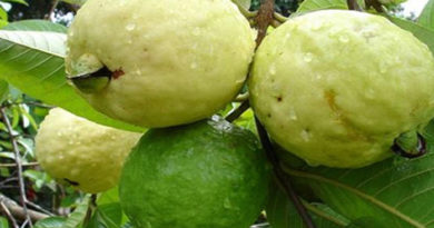 put-guava
