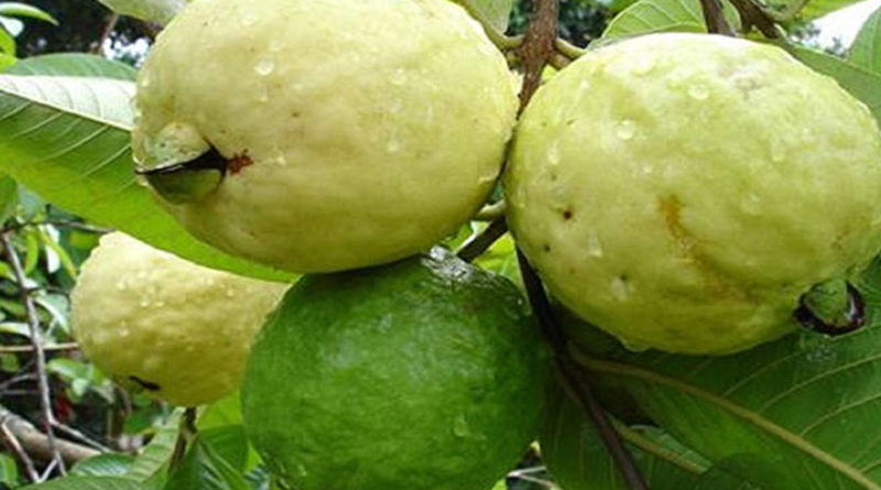 put-guava