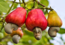 cashew will dominate in Madhya Pradesh