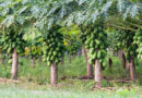papaya-cultivation