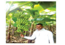 banana-increased-maheshs-earnings