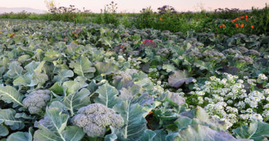 broccoli-farming