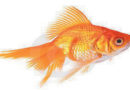 gold-fish