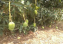 mango-plantation-after-rainy-season
