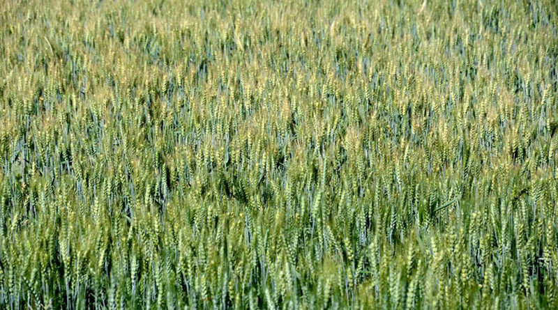 maturing-wheat