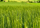रबी फसलों में पोषक तत्वों की कमी के लक्षण एवं निदान पर वेबिनार
