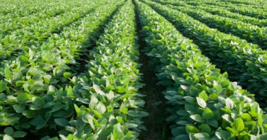Soybeans, Seed Treatment,
