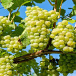 मैंने अंगूर लगाये हैं फलों के गुच्छों पर सफेद कीट नजर आ रहे हैं, उपचार से अवगत कराएं