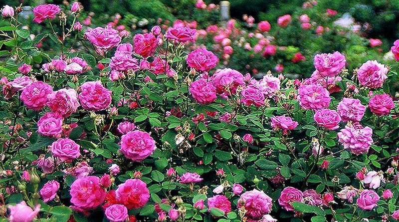 rose गुलाब