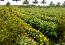 राष्ट्रीय कृषि विकास योजना (आरकेवीवाई)- सभी फसलें