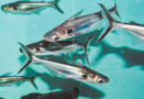 छत्तीसगढ़ की नवीन मछली पालन नीति केबिनेट में मंजूर