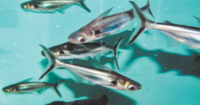 छत्तीसगढ़ में एक्सोटिक मागूर, बिग हेड मछलियों के  बीज उत्पादन, संवर्धन एवं पालन पर प्रतिबंध